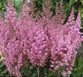 Čechrava čínská 'Vision in Pink' - Astilbe chinensis 'Vision in Pink'