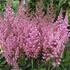 cechrava-cinska-vision-in-pink.jpg