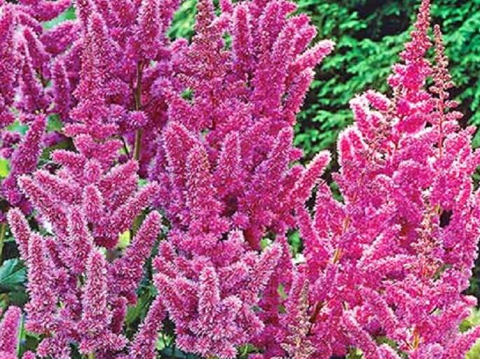 Čechrava čínská 'Vision' - Astilbe chinensis 'Vision'