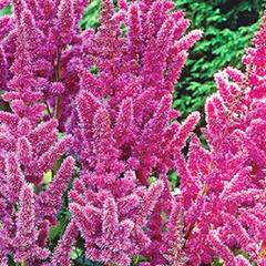 Čechrava čínská 'Vision' - Astilbe chinensis 'Vision'