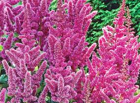Čechrava čínská 'Vision' - Astilbe chinensis 'Vision'