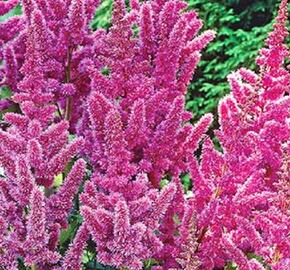 Čechrava čínská 'Vision' - Astilbe chinensis 'Vision'