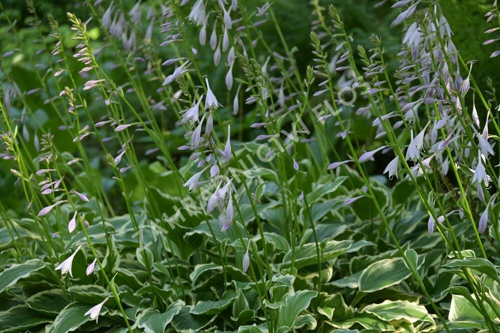Bohyška vlnitolistá 'Erromena' - Hosta undulata 'Erromena'