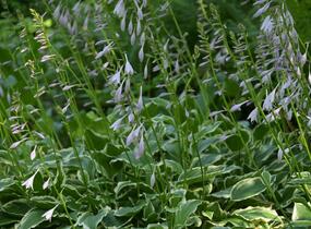 Bohyška vlnitolistá 'Erromena' - Hosta undulata 'Erromena'