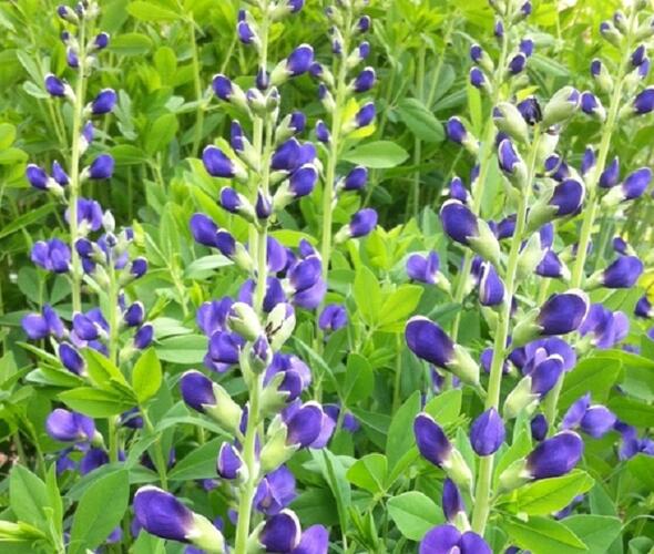 Baptisie jižní 'Bright Blue' - Baptisia australis 'Bright Blue'