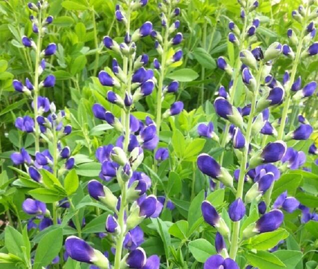 Baptisie jižní 'Bright Blue' - Baptisia australis 'Bright Blue'