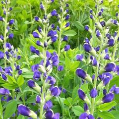 Baptisie jižní 'Bright Blue' - Baptisia australis 'Bright Blue'