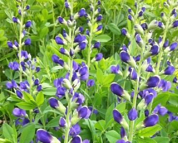 Baptisie jižní 'Bright Blue'