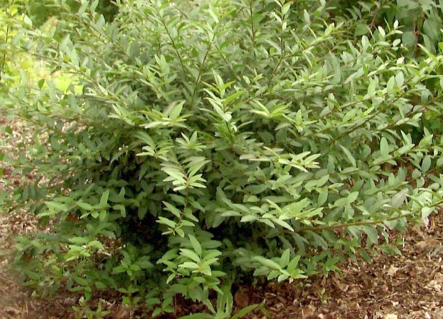 Ptačí zob obecný 'Lodense' - Ligustrum vulgare 'Lodense'