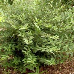 Ptačí zob obecný 'Lodense' - Ligustrum vulgare 'Lodense'