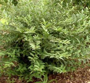 Ptačí zob obecný 'Lodense' - Ligustrum vulgare 'Lodense'