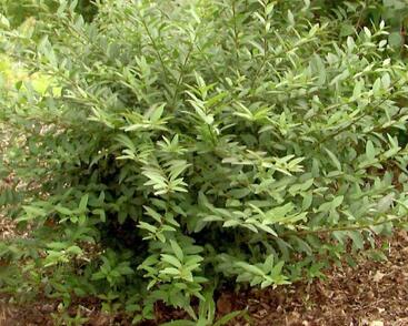 Ptačí zob obecný 'Lodense'