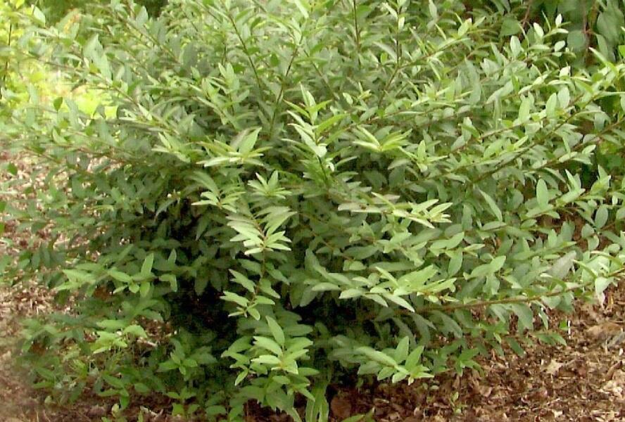 Ptačí zob obecný 'Lodense' - Ligustrum vulgare 'Lodense'