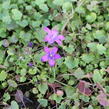 Zvonek dalmatský 'Clockwise Compact Deep Blue' - Campanula portenschlagiana 'Clockwise Compact Deep Blue'