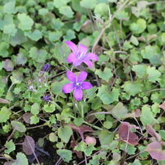 Zvonek dalmatský 'Clockwise Compact Deep Blue' - Campanula portenschlagiana 'Clockwise Compact Deep Blue'