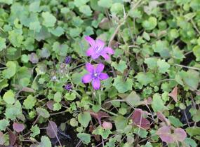Zvonek dalmatský 'Clockwise Compact Deep Blue' - Campanula portenschlagiana 'Clockwise Compact Deep Blue'