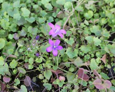 Zvonek dalmatský 'Clockwise Compact Deep Blue'