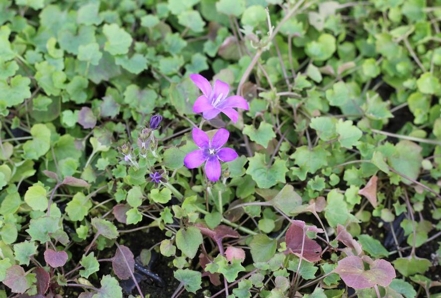 Zvonek dalmatský 'Clockwise Compact Deep Blue' - Campanula portenschlagiana 'Clockwise Compact Deep Blue'
