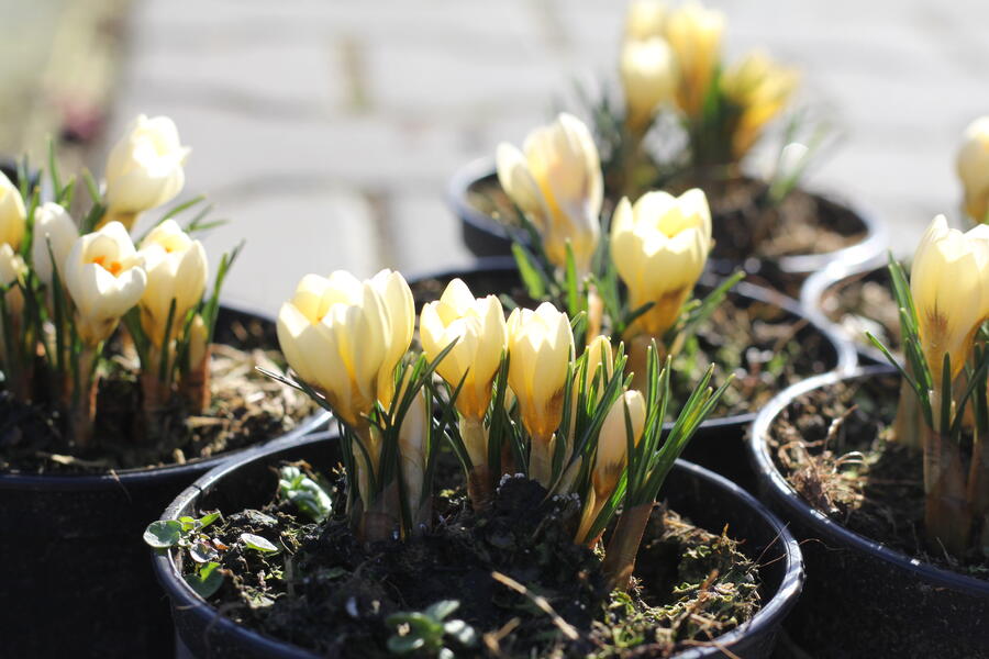 Krokus, šafrán zlatý 'Cream Beauty' - Crocus chrysanthus 'Cream Beauty'
