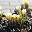 Krokus, šafrán zlatý 'Cream Beauty' - Crocus chrysanthus 'Cream Beauty'