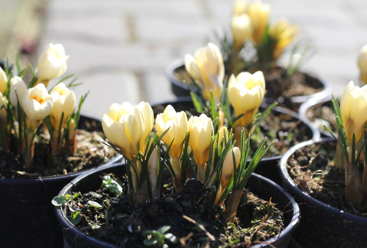 Krokus, šafrán zlatý 'Cream Beauty' - Crocus chrysanthus 'Cream Beauty'