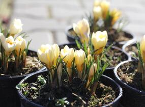 Krokus, šafrán zlatý 'Cream Beauty' - Crocus chrysanthus 'Cream Beauty'