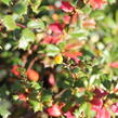 Dřišťál Darwinův - Berberis darwinii