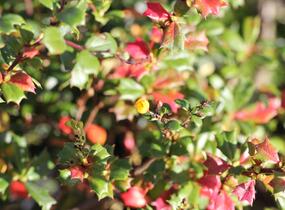 Dřišťál Darwinův - Berberis darwinii