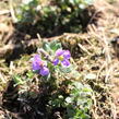 Tařička kosníkovitá 'Hürth' - Aubrieta deltoides 'Hürth'