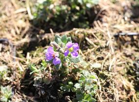 Tařička kosníkovitá 'Hürth' - Aubrieta deltoides 'Hürth'