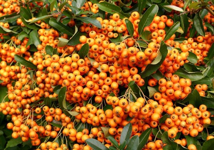 Hlohyně šarlatová 'Orange Charmer' - Pyracantha coccinea 'Orange Charmer'