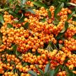 Hlohyně šarlatová 'Orange Charmer' - Pyracantha coccinea 'Orange Charmer'