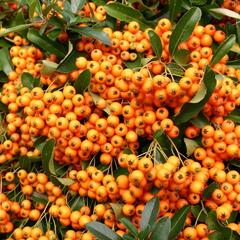 Hlohyně šarlatová 'Orange Charmer' - Pyracantha coccinea 'Orange Charmer'