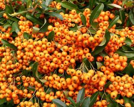 Hlohyně šarlatová 'Orange Charmer'