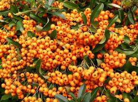 Hlohyně šarlatová 'Orange Charmer' - Pyracantha coccinea 'Orange Charmer'