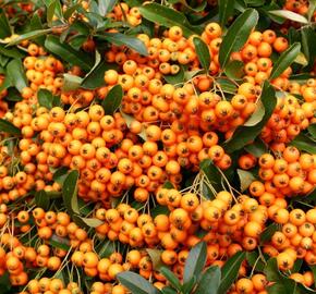 Hlohyně šarlatová 'Orange Charmer' - Pyracantha coccinea 'Orange Charmer'
