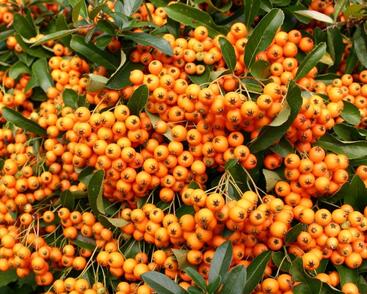 Hlohyně šarlatová 'Orange Charmer'