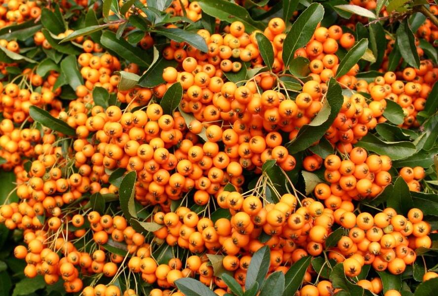 Hlohyně šarlatová 'Orange Charmer' - Pyracantha coccinea 'Orange Charmer'