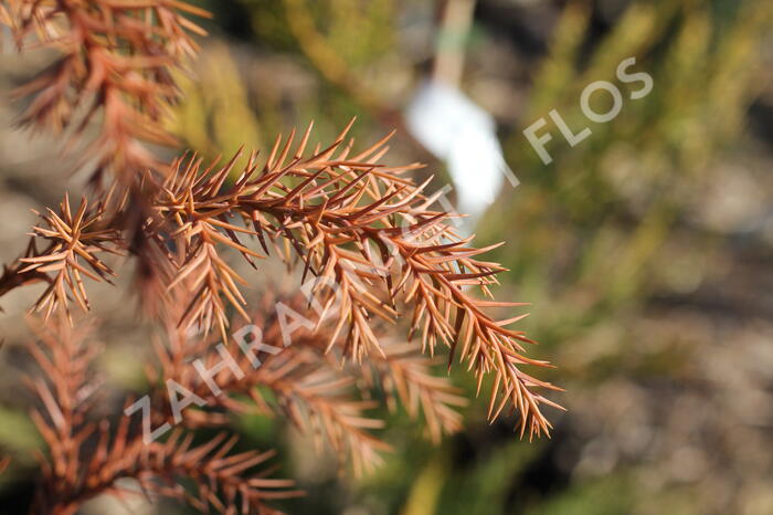 Kryptomérie japonská - Cryptomeria japonica