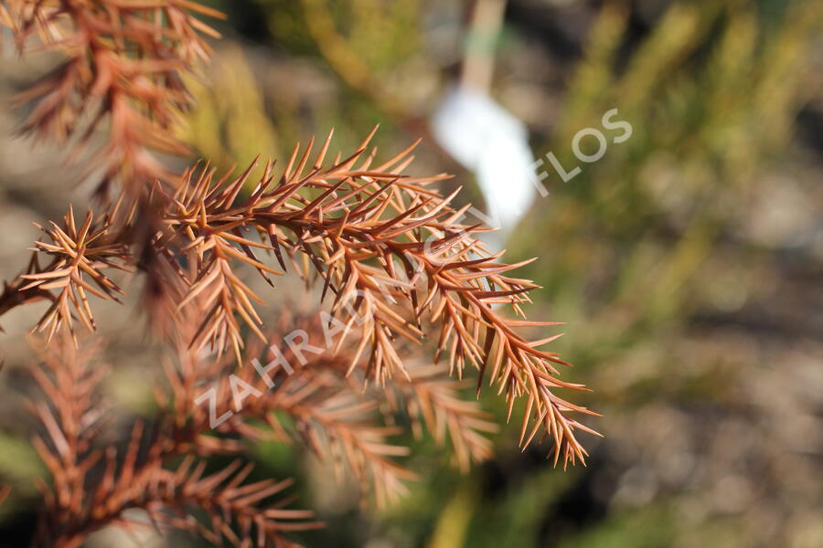 Kryptomérie japonská - Cryptomeria japonica