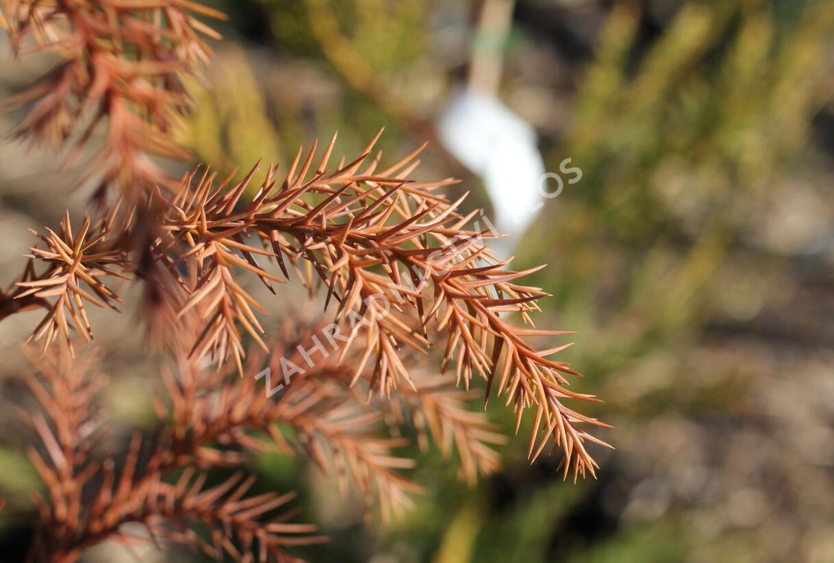 Kryptomérie japonská - Cryptomeria japonica