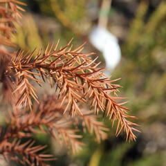 Kryptomérie japonská - Cryptomeria japonica
