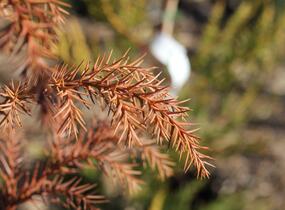 Kryptomérie japonská - Cryptomeria japonica