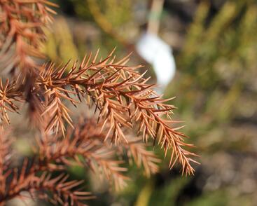 Kryptomérie japonská