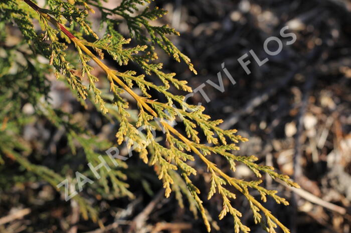 Cypřišovec Leylandův 'Castlewellan Gold' - Cupressocyparis leylandii 'Castlewellan Gold'