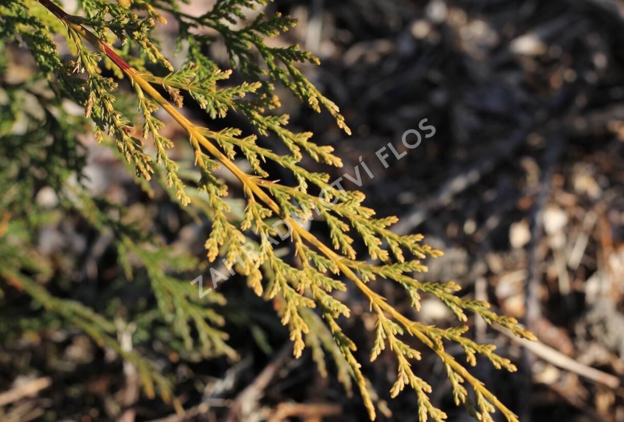 Cypřišovec Leylandův 'Castlewellan Gold' - Cupressocyparis leylandii 'Castlewellan Gold'