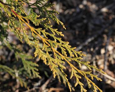 Cypřišovec Leylandův 'Castlewellan Gold'