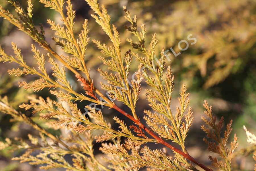 Cypřišovec Leylandův 'Excalibur Gold'® - Cupressocyparis leylandii 'Excalibur Gold'®
