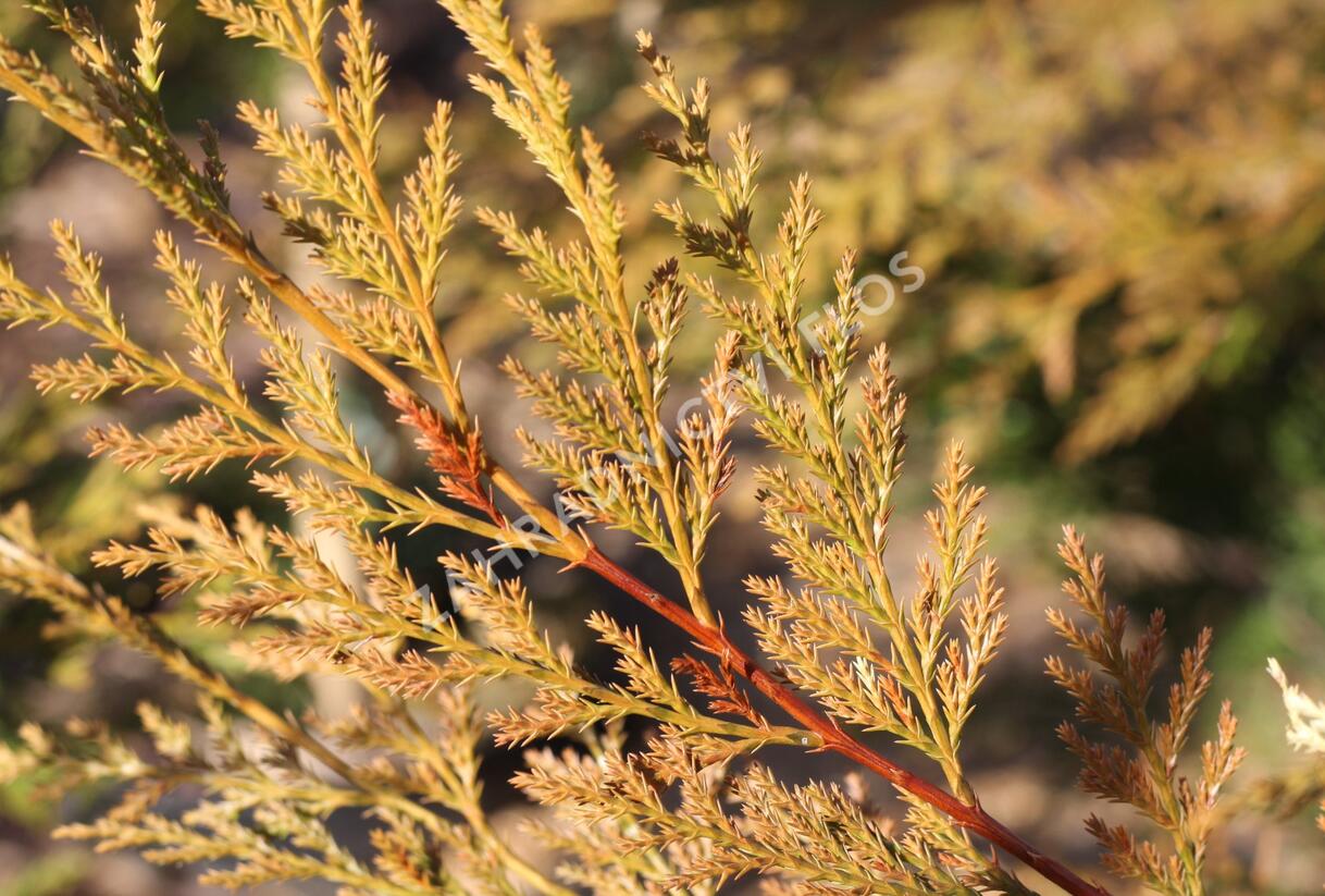 Cypřišovec Leylandův 'Excalibur Gold'® - Cupressocyparis leylandii 'Excalibur Gold'®