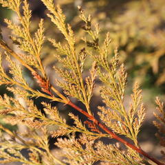 Cypřišovec Leylandův 'Excalibur Gold'® - Cupressocyparis leylandii 'Excalibur Gold'®